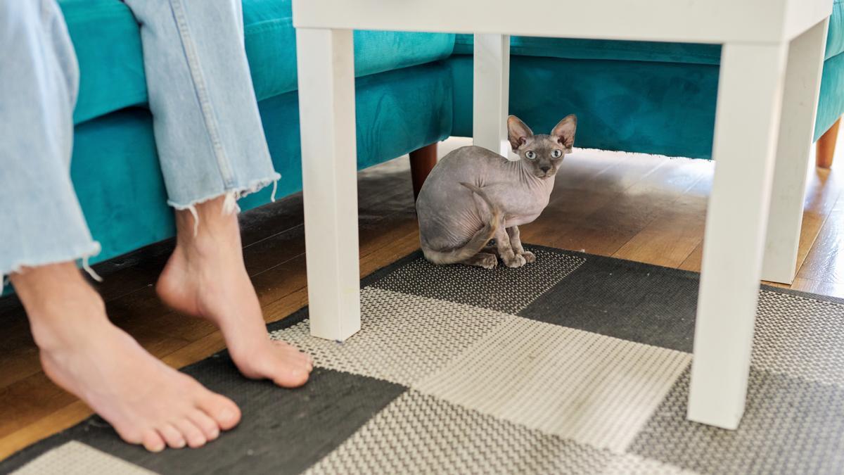 Un gato escucha con quién habla su humana.