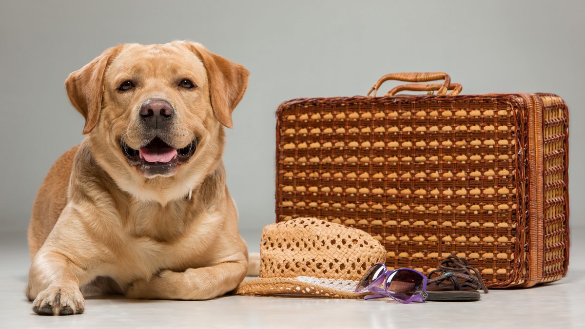 Un perro labrador tumbado junto a una maleta.