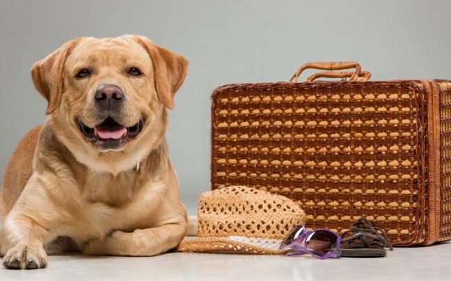 Un perro labrador tumbado junto a una maleta. Un perro labrador tumbado junto a una maleta.