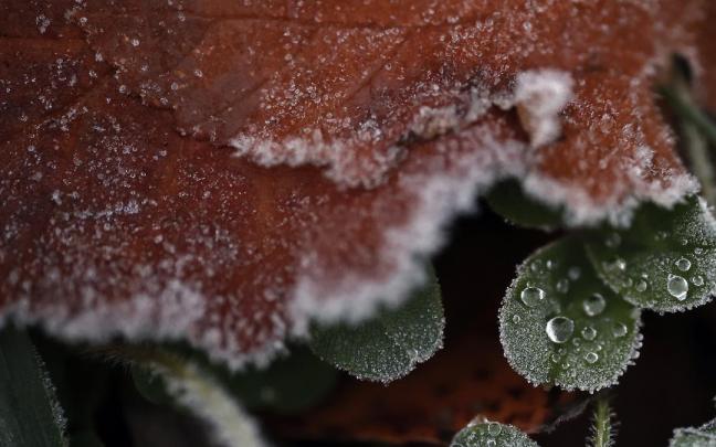 Gotas de agua heladas sobre hojas con el color típico del otoño, en Pamplona.