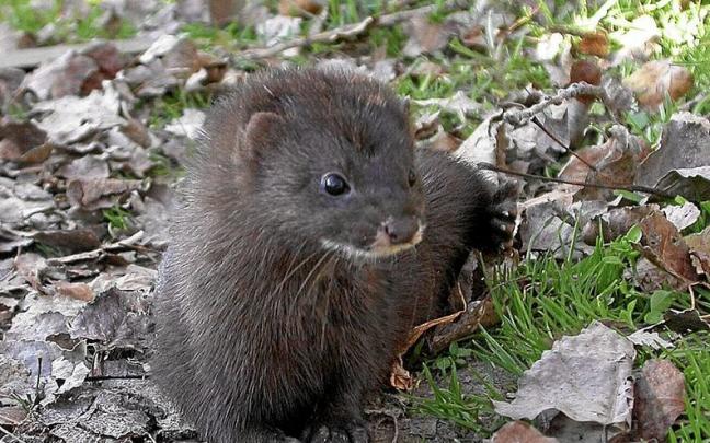 Lerro hauekin batera agertzen den irudian, bisoi europarra. | ARGAZKIA: UTZITA