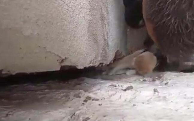 Bomberos de Tafalla han liberado a un gato que llevaba cuatro d&iacute;as atrapado en una grieta