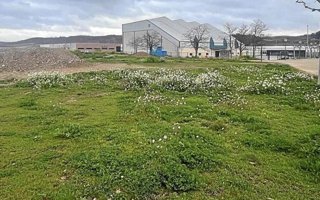 La parcela en la que se ubicará el futuro centro de día de Sartaguda. La parcela en la que se ubicará el futuro centro de día de Sartaguda.