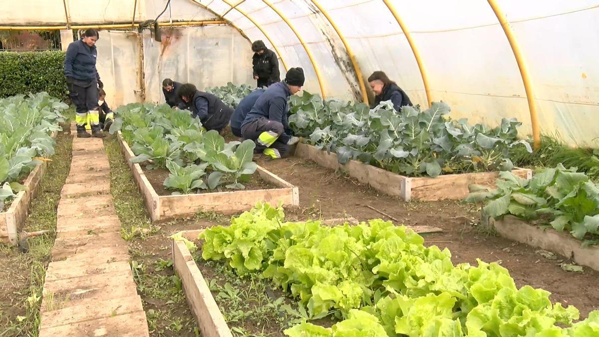 Alumnos de la Escuela Taller Aranzadi trabajan en el invernadero