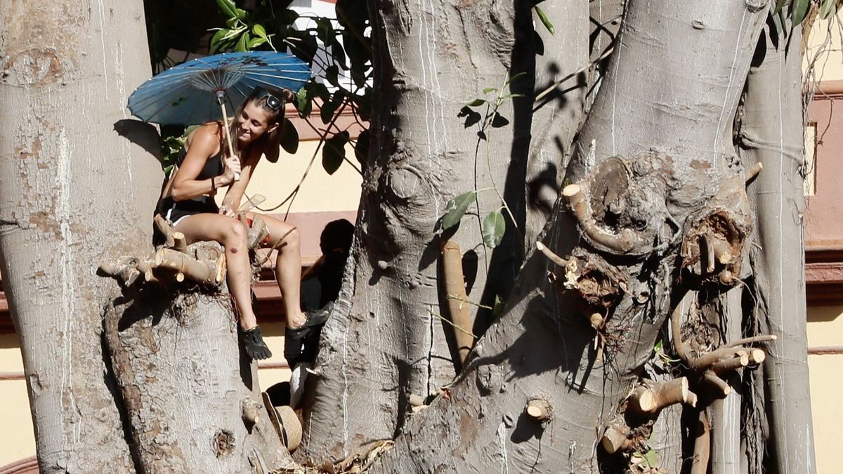 Una de las jóvenes subida al ficus de Triana.