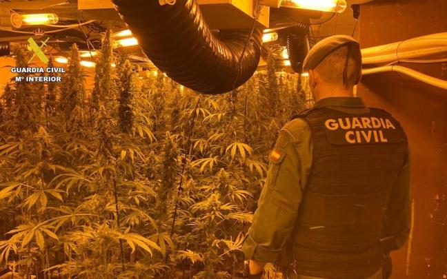 Cultivos de marihuana Cultivos de marihuana