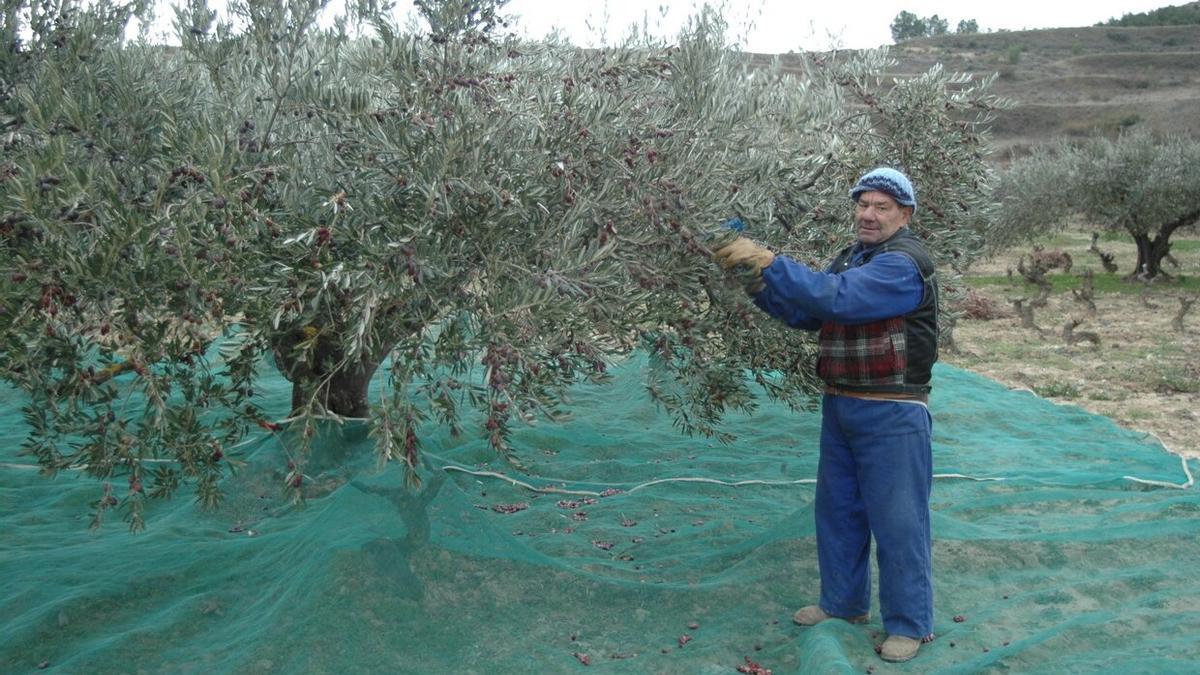 Trabajo con los olivos en Rioja Alavesa.