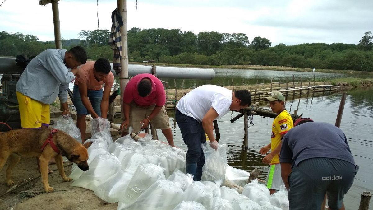 Felipe Gallardo (de blanco) y varios de sus trabajadores echan larvas de camarón a una de sus piscinas.