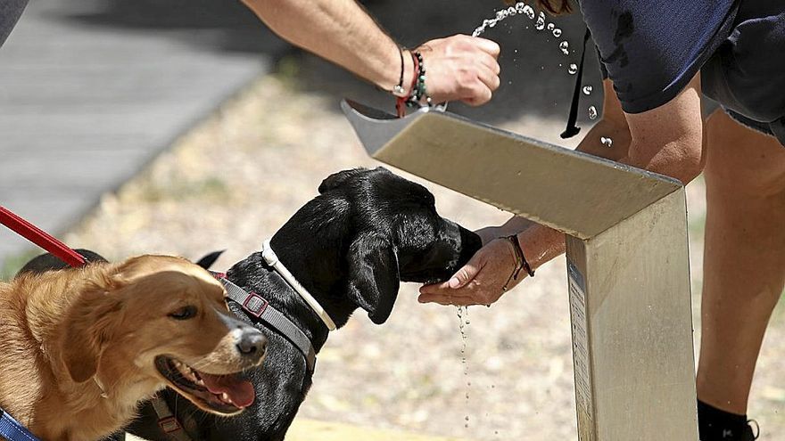 Personas y mascotas necesitan rehidrtarse cada poco tiempo por las altas temperaturas.