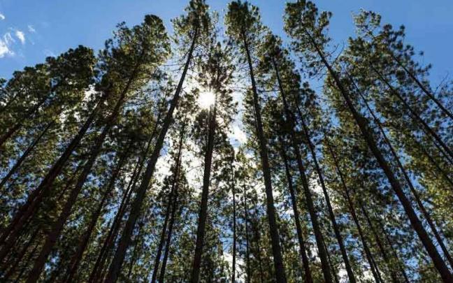 Smurfit-Kappa gestiona 41.500 hectáreas en territorio colombiano de plantaciones de pinos y eucaliptos.