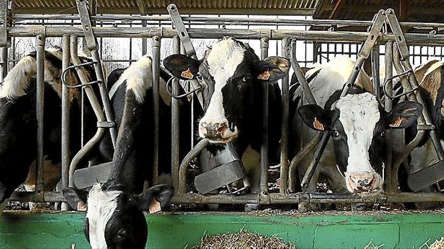 La Diputación de Gipuzkoa apoyará a las ganaderías del territorio. | FOTO: GORKA ESTRADA