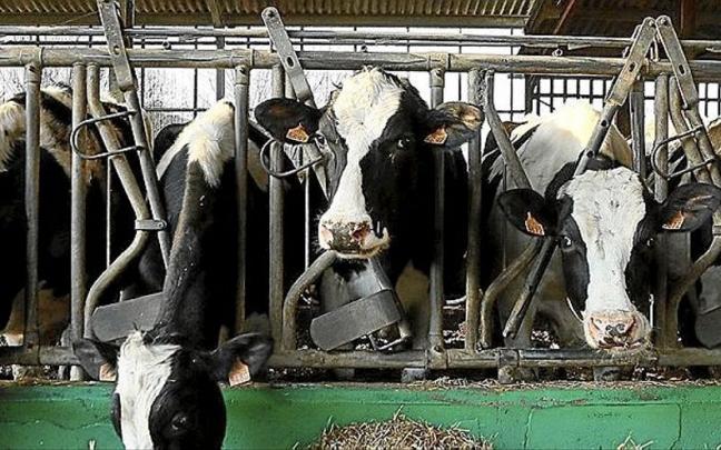 La Diputación de Gipuzkoa apoyará a las ganaderías del territorio. | FOTO: GORKA ESTRADA