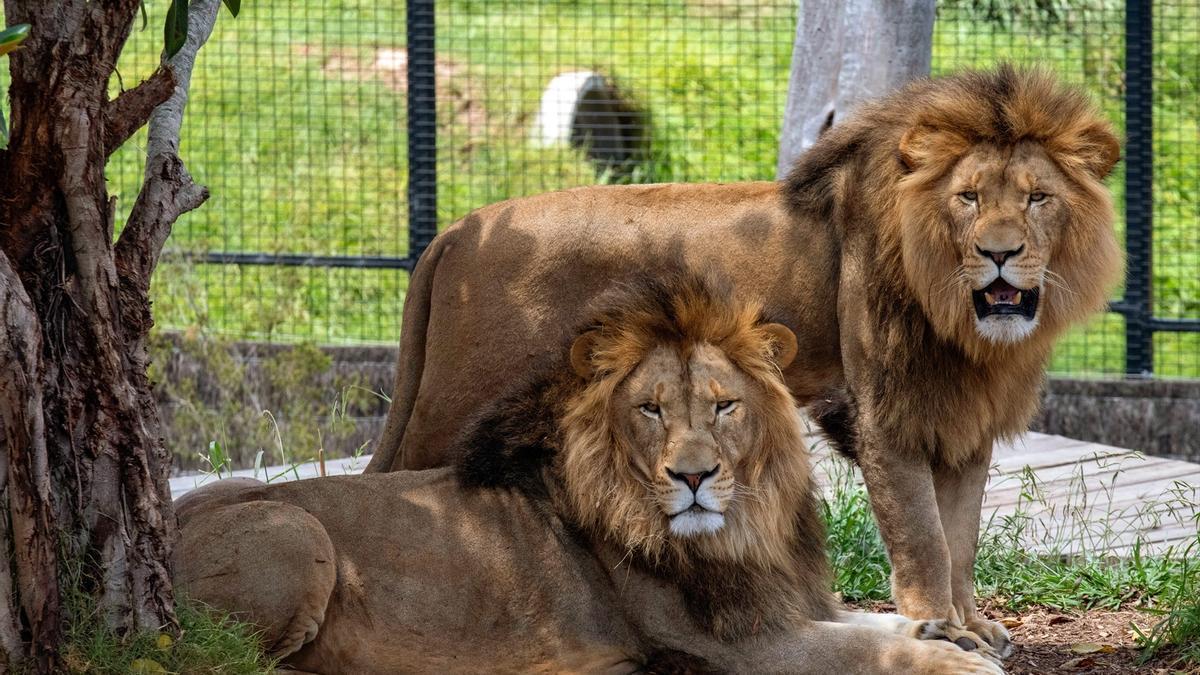 Leones en un zoológico