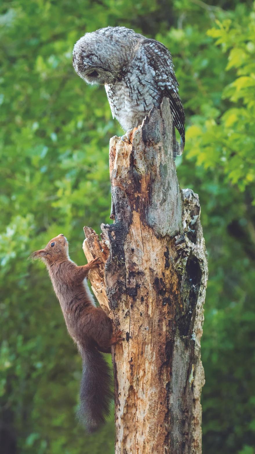 El encuentro entre el pollo de cárabo y una ardilla sin ningún miedo.