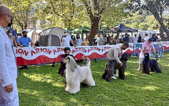 Muskiz se convierte este fin de semana en el foco de inter&eacute;s para los amantes de los canes.