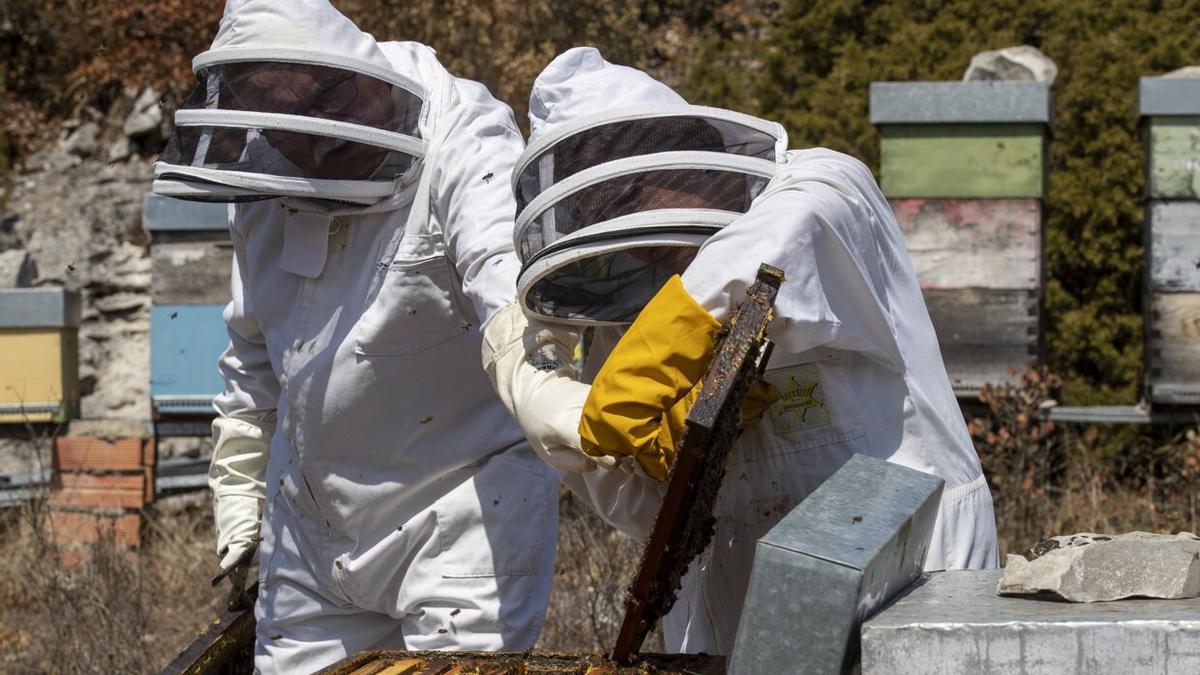 Apicultores en un colmenar.
