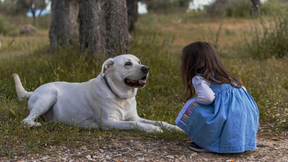 El acercamiento entre perros y personas que no se conocen deben ser cautelosos y tranquilos, sin que resulten agobiante o por sorpresa.
