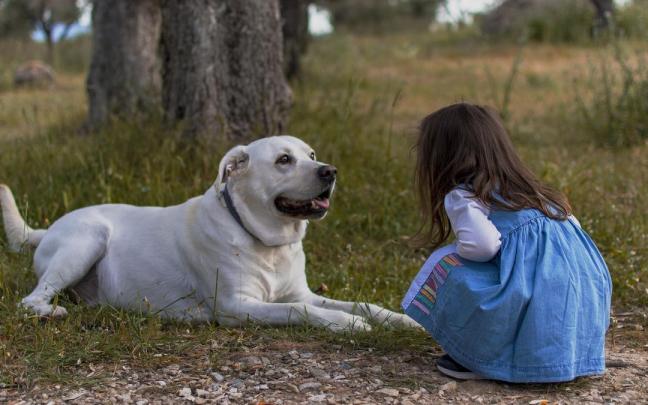 El acercamiento entre perros y personas que no se conocen deben ser cautelosos y tranquilos, sin que resulten agobiante o por sorpresa. El acercamiento entre perros y personas que no se conocen deben ser cautelosos y tranquilos, sin que resulten agobiante o por sorpresa.