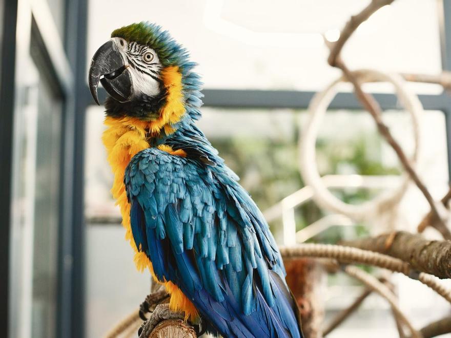 Los loros y otras especies de aves pueden desaparecer como animales de compañía.