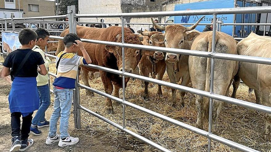 El ganado avileño llegando al foso del castillo.