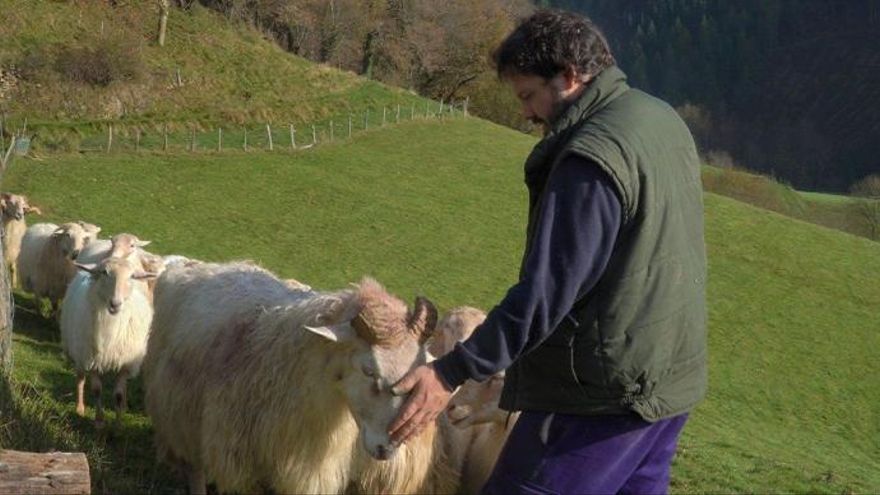 Un pastor con su rebaño de ovejas latxa.