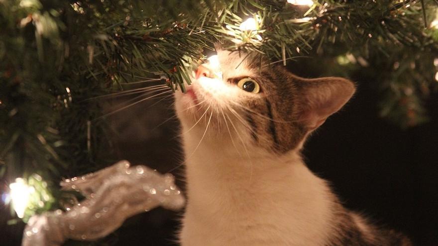 Si el árbol de Navidad es natural, mucho ojo con que muerdan las agujas del pino, pueden ser tóxicas.