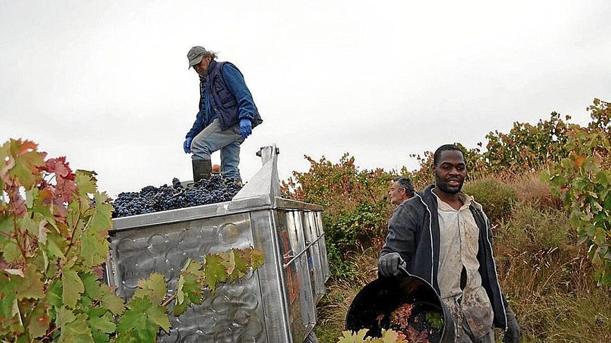 Temporeros trabajando en la vendimia en un viñedo de Rioja Alavesa.