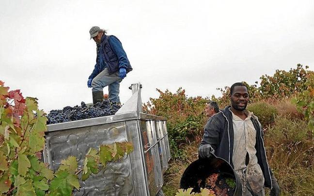 Temporeros trabajando en la vendimia en un viñedo de Rioja Alavesa. Temporeros trabajando en la vendimia en un viñedo de Rioja Alavesa.
