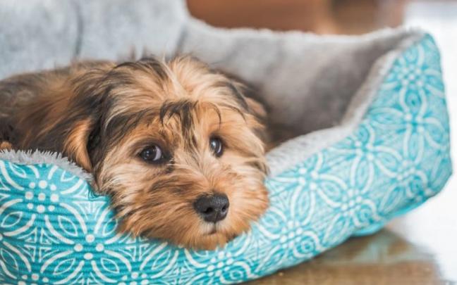 Un perro recostado en una cama mira fijamente a un punto. Un perro recostado en una cama mira fijamente a un punto.