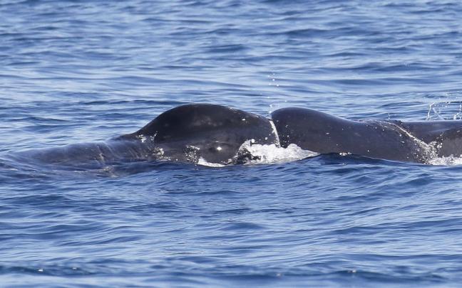 La ballena, con la cinta que le oprime el cuerpo La ballena, con la cinta que le oprime el cuerpo