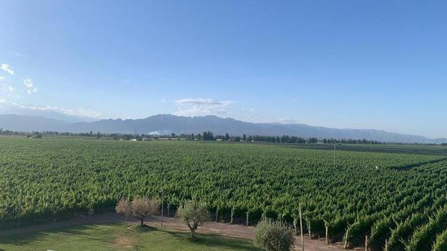 Viñedos de Belasco de Baquedano, que elaboran vino a partir de la variedad malbec