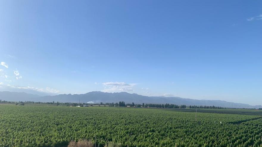Vi&ntilde;edos de Belasco de Baquedano, que elaboran vino a partir de la variedad malbec