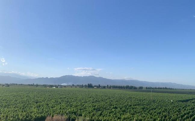 Vi&ntilde;edos de Belasco de Baquedano, que elaboran vino a partir de la variedad malbec
