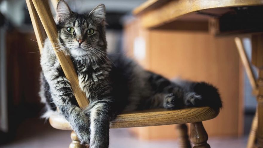 Gato tumbado en una silla de la cocina.