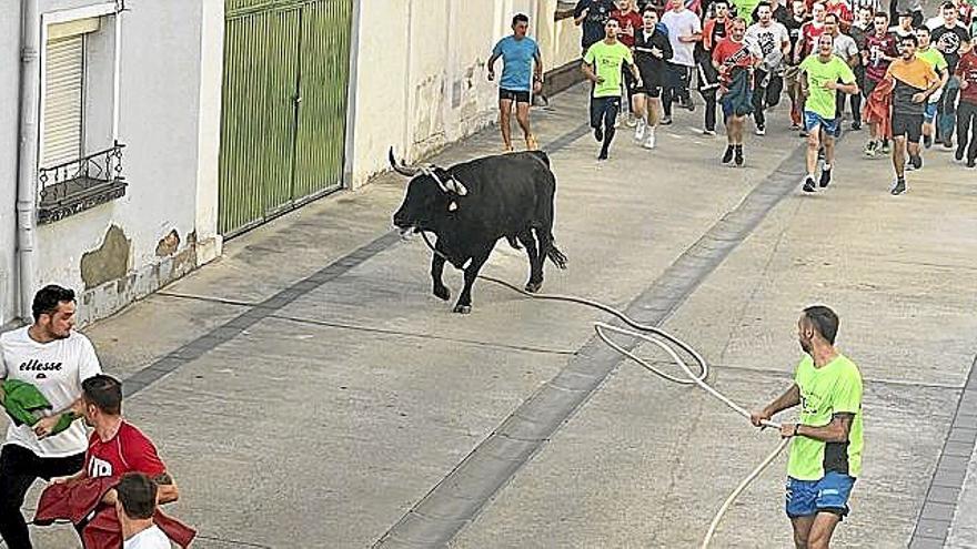Salida del toro con soga el pasado s&aacute;bado, y la trashumancia del domingo por las calles de Lodosa. | FOTOS: M.S.G.