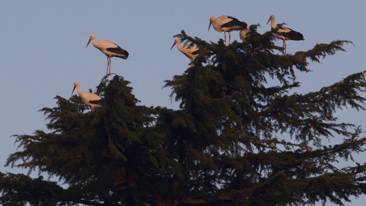 Un grupo de cigueñas, en la comarca de Pamplona al atardecer.