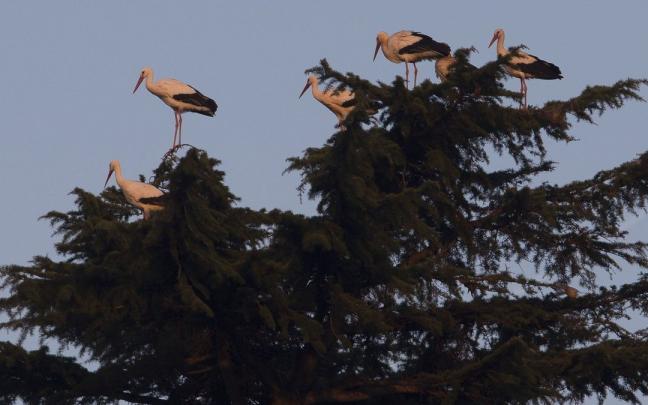 Un grupo de cigueñas, en la comarca de Pamplona al atardecer. Un grupo de cigueñas, en la comarca de Pamplona al atardecer.