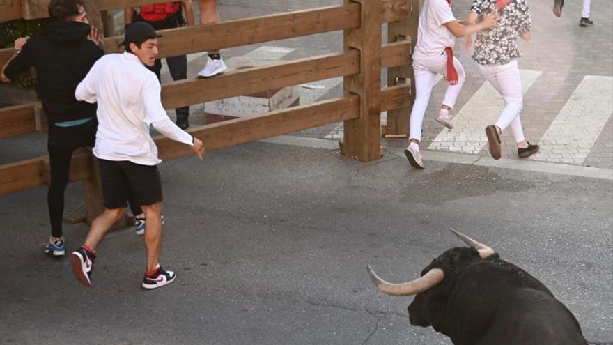Uno de los novillos amaga con volverse en el último encierro de fiestas de Tudela, pero sin consecuencias.