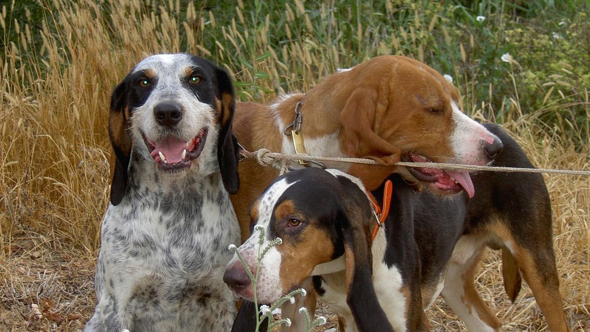 Tres preciosos sabuesos preparados para la caza mayor.