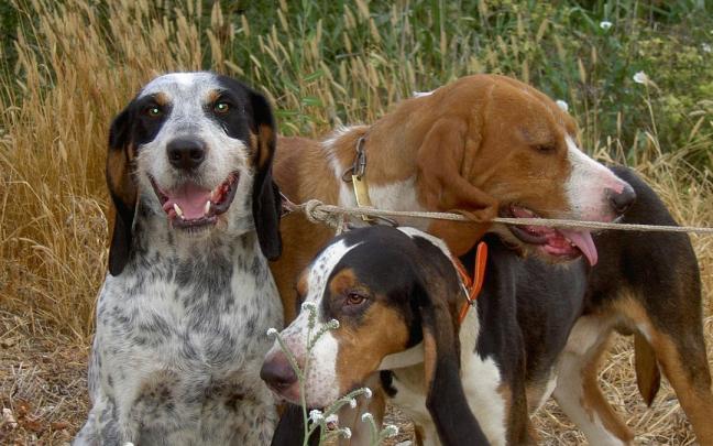 Tres preciosos sabuesos preparados para la caza mayor.