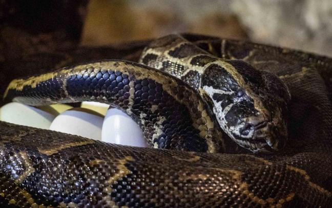 Puesta de huevos de la pitón.