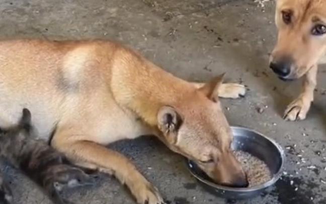 Los perros, comiendo.