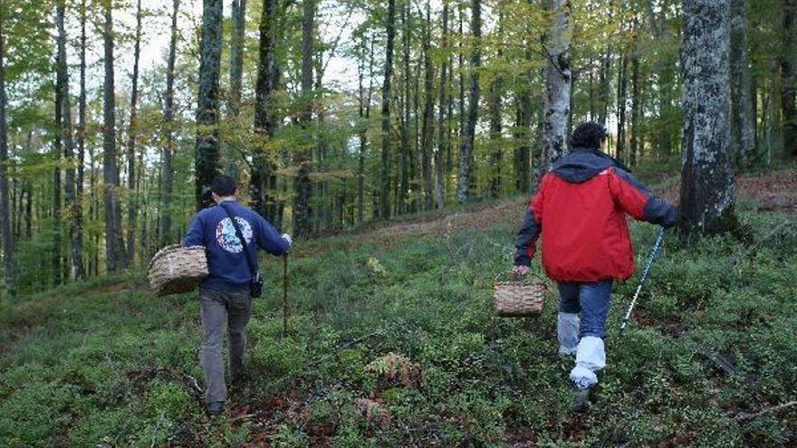 Dos personas recogen setas en el bosque