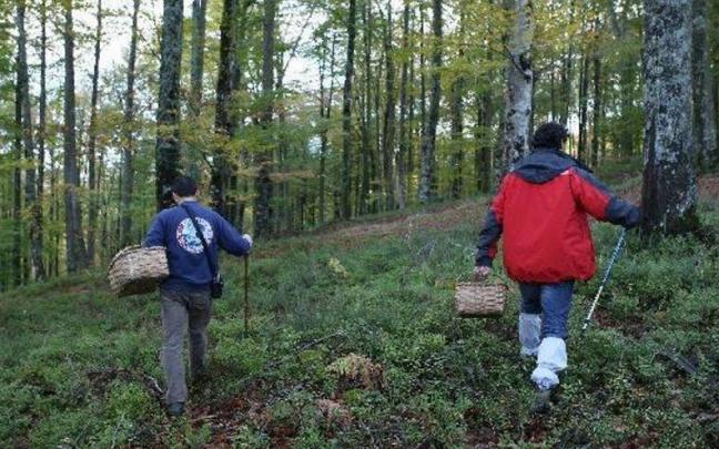 Dos personas recogen setas en el bosque