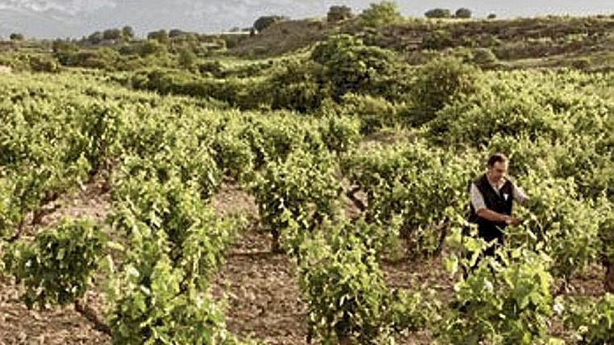 La sequía merma las cosechas en Álava