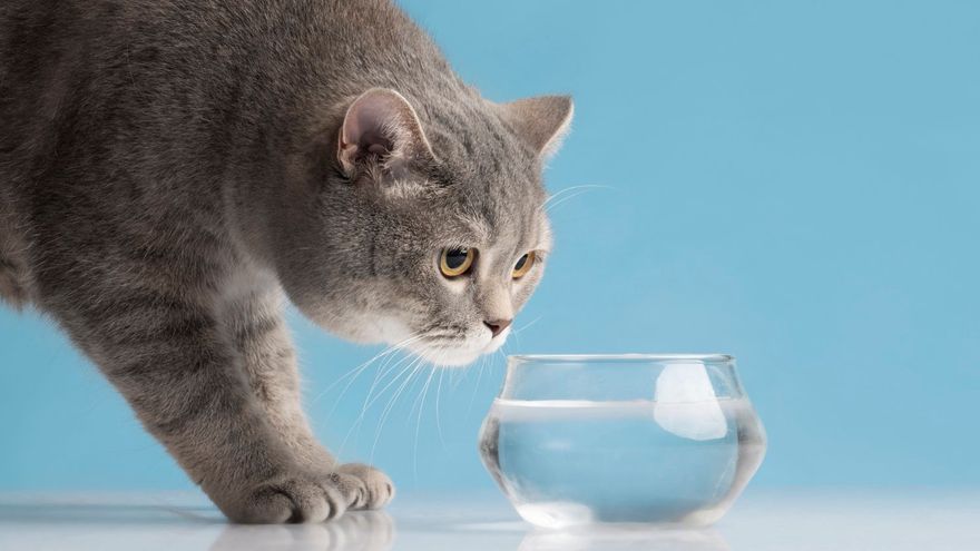 Lo normal es que nuestro gato beba de un cuenco, aunque encontrar el que le guste y dónde ponerlo puede ser laborioso.