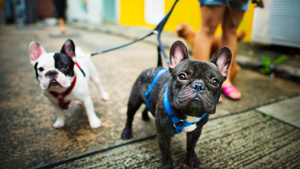 Salir a la calle es para los perro una necesidad básica con la que pueden socializar con sus iguales además de hacer ejercicio.