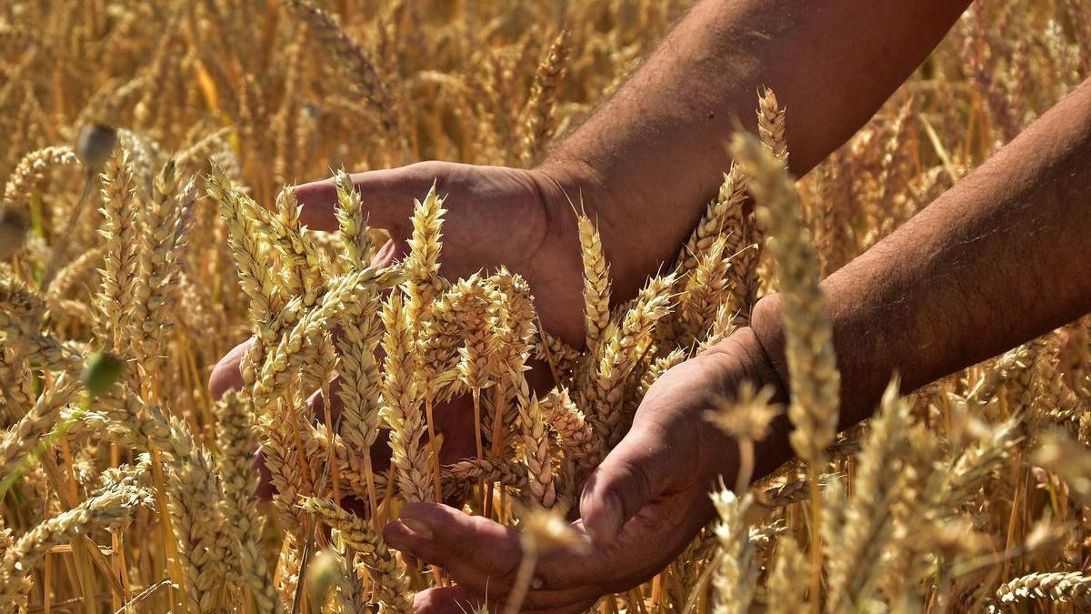 Imagen de detalle de un agricultor