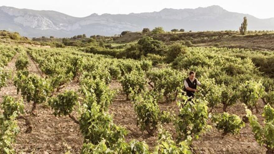 Vendimiando en Rioja Alavesa