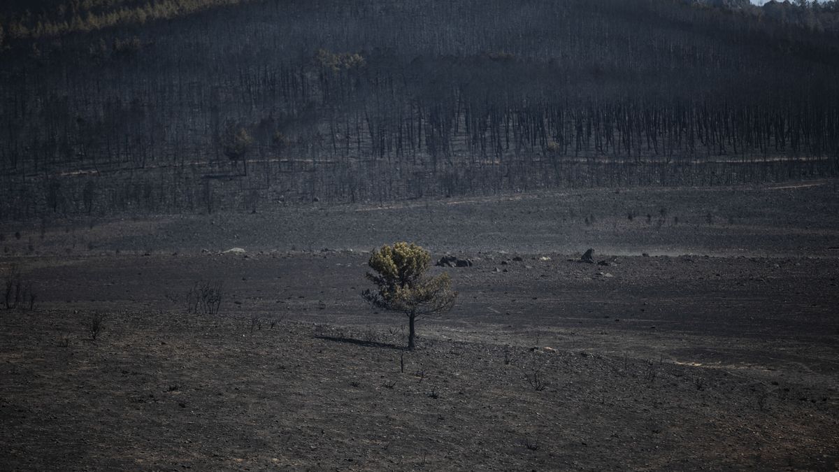 Superficie forestal quemada en el incendio que ha arrasado miles de hectáreas en Zamora.